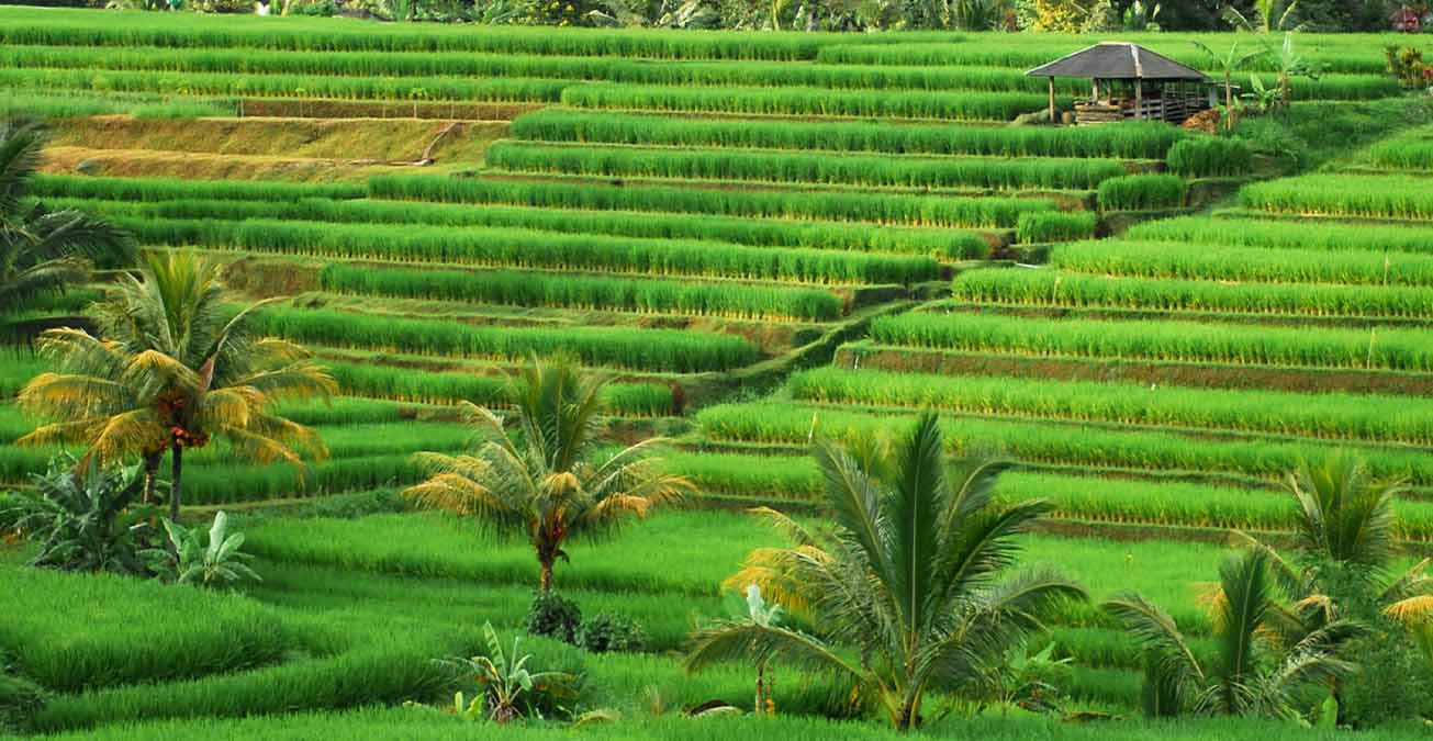 How Small-Scale Organic Farming Helps Combat Climate Change